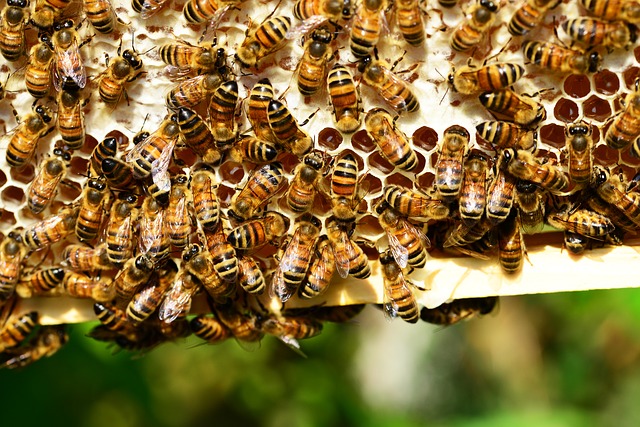 včely medonosné
