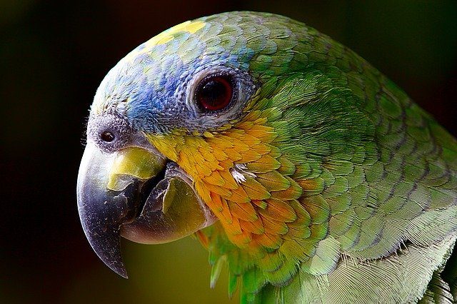 hlava papouška